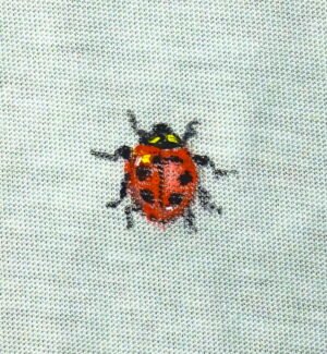 Coccinella