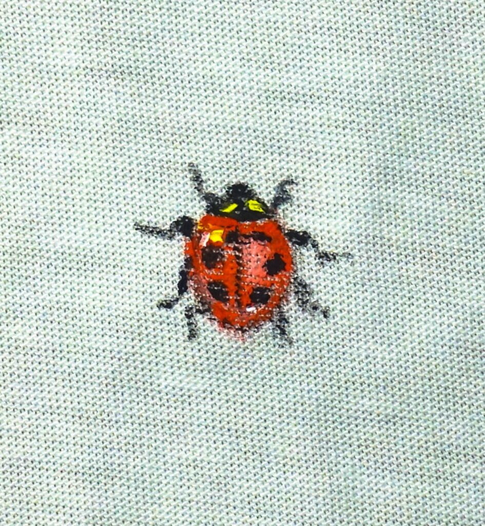 Coccinella