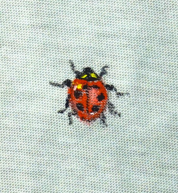 Coccinella